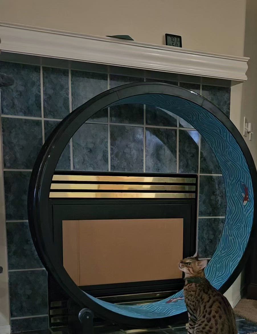 Reviews – One Fast Cat