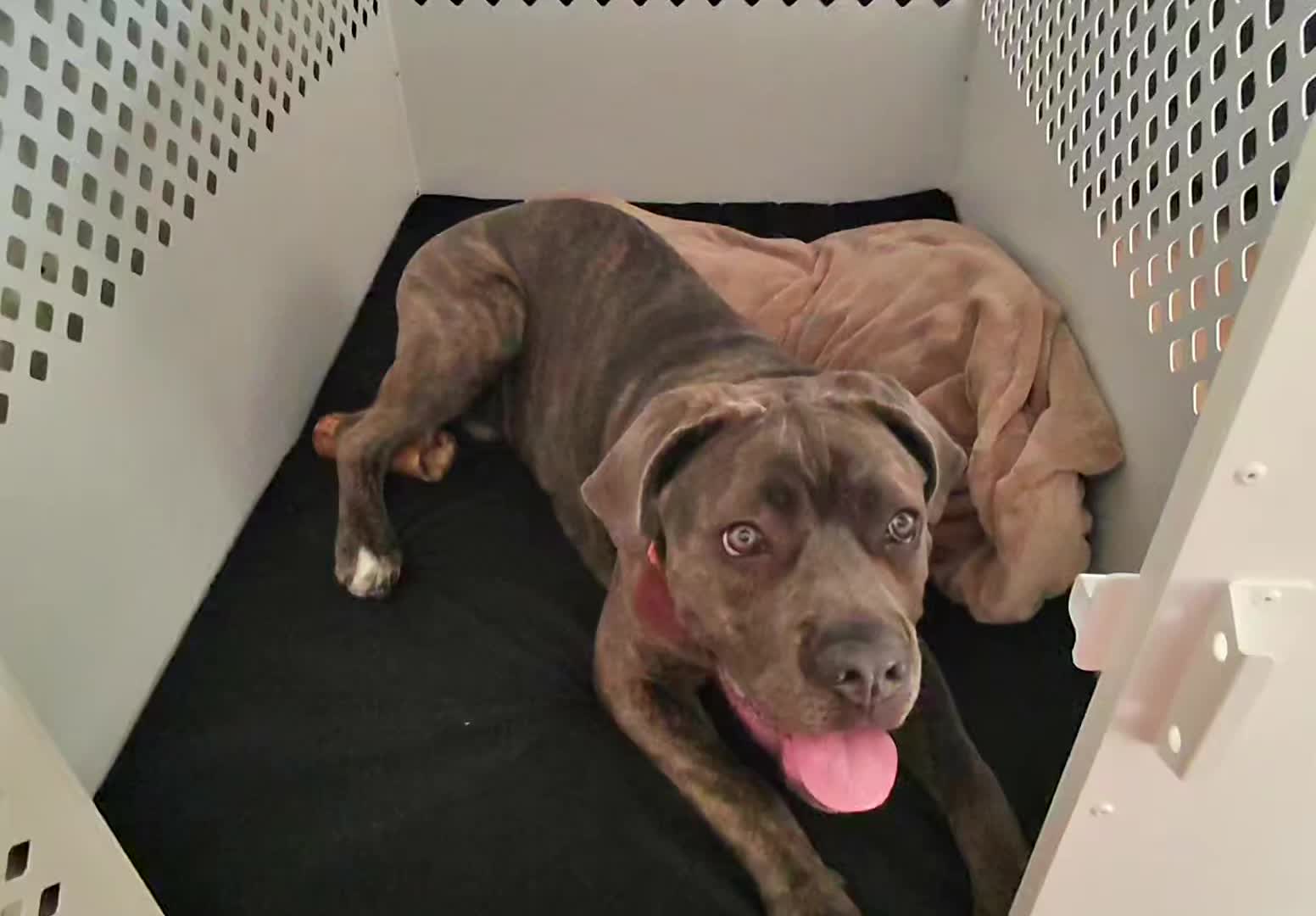 Stationary Dog Crate | Impact Dog Crates
