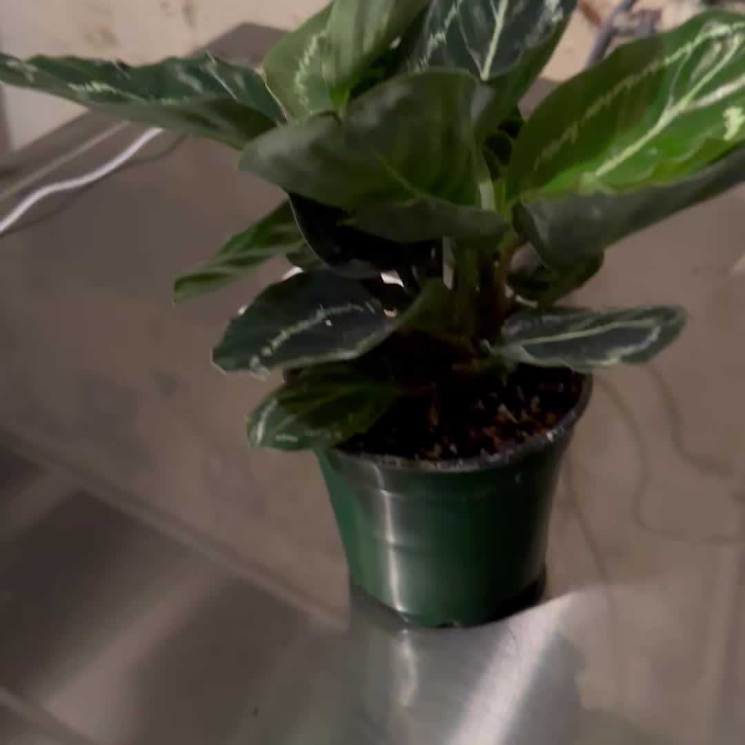 4" Calathea 'Green Goddess'  BWH Plant Co