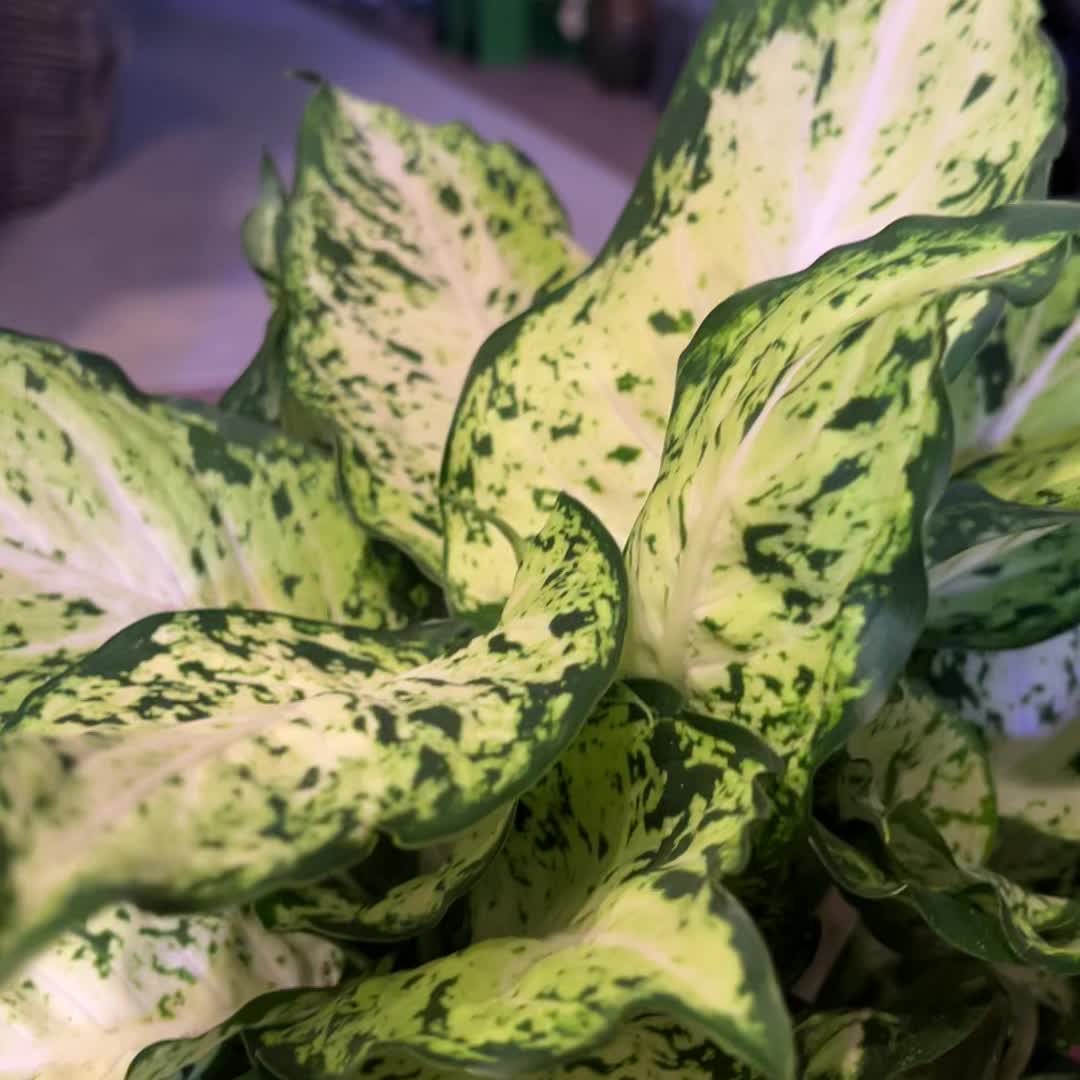 6" Dieffenbachia 'Amy'  BWH Plant Co