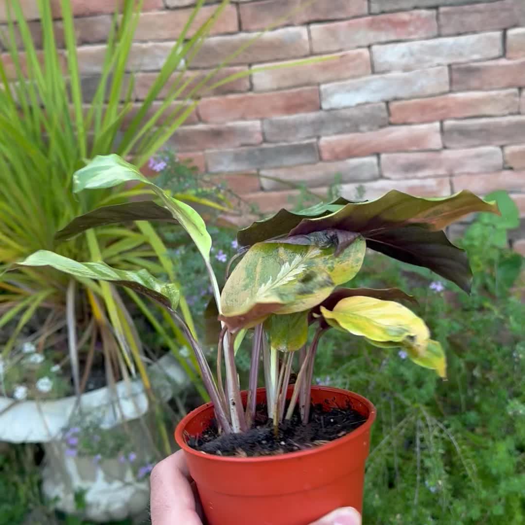 4" Calathea 'Maui Queen' - BWH Plant Co.