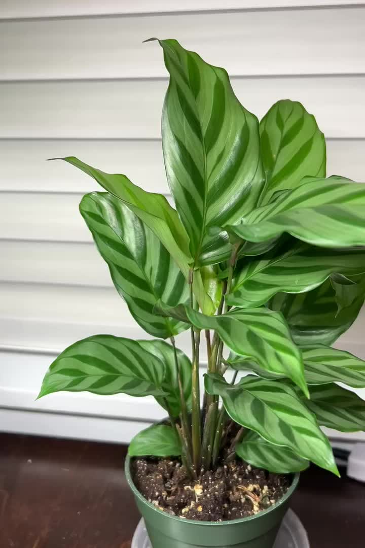 elefantenohr pflanze pflege Tipps zur Pflege deiner Pflanze : Alocasia macrorrhiza – PflanzenFuerAlle main image 0
