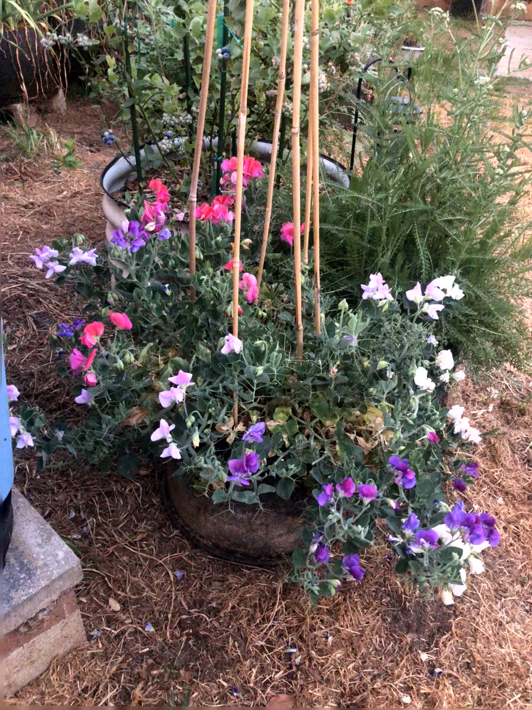 Little Sweetheart Sweet Pea Seeds  Epic Gardening