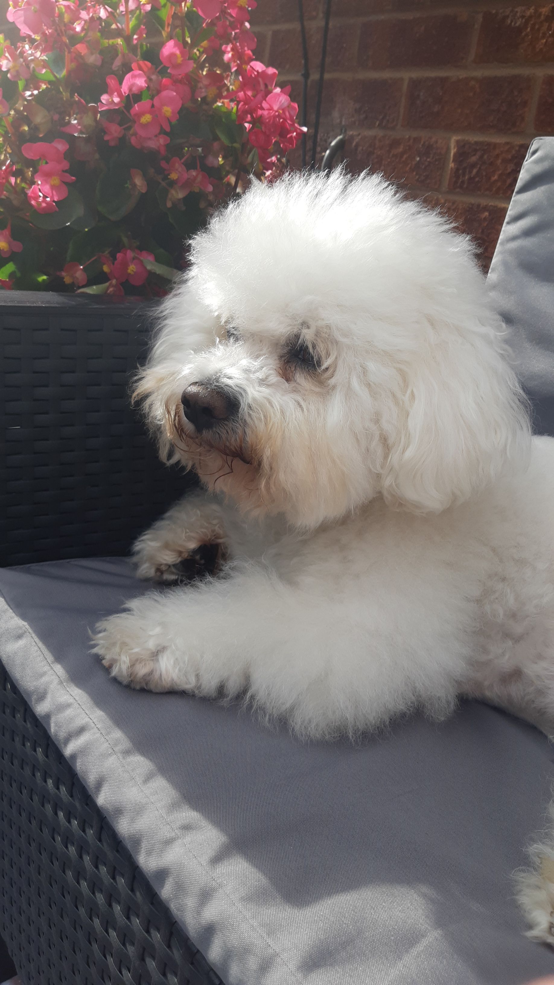 Old Bichon Bichon Frise Dog Size Bichon Frise Full Grown Bichon
