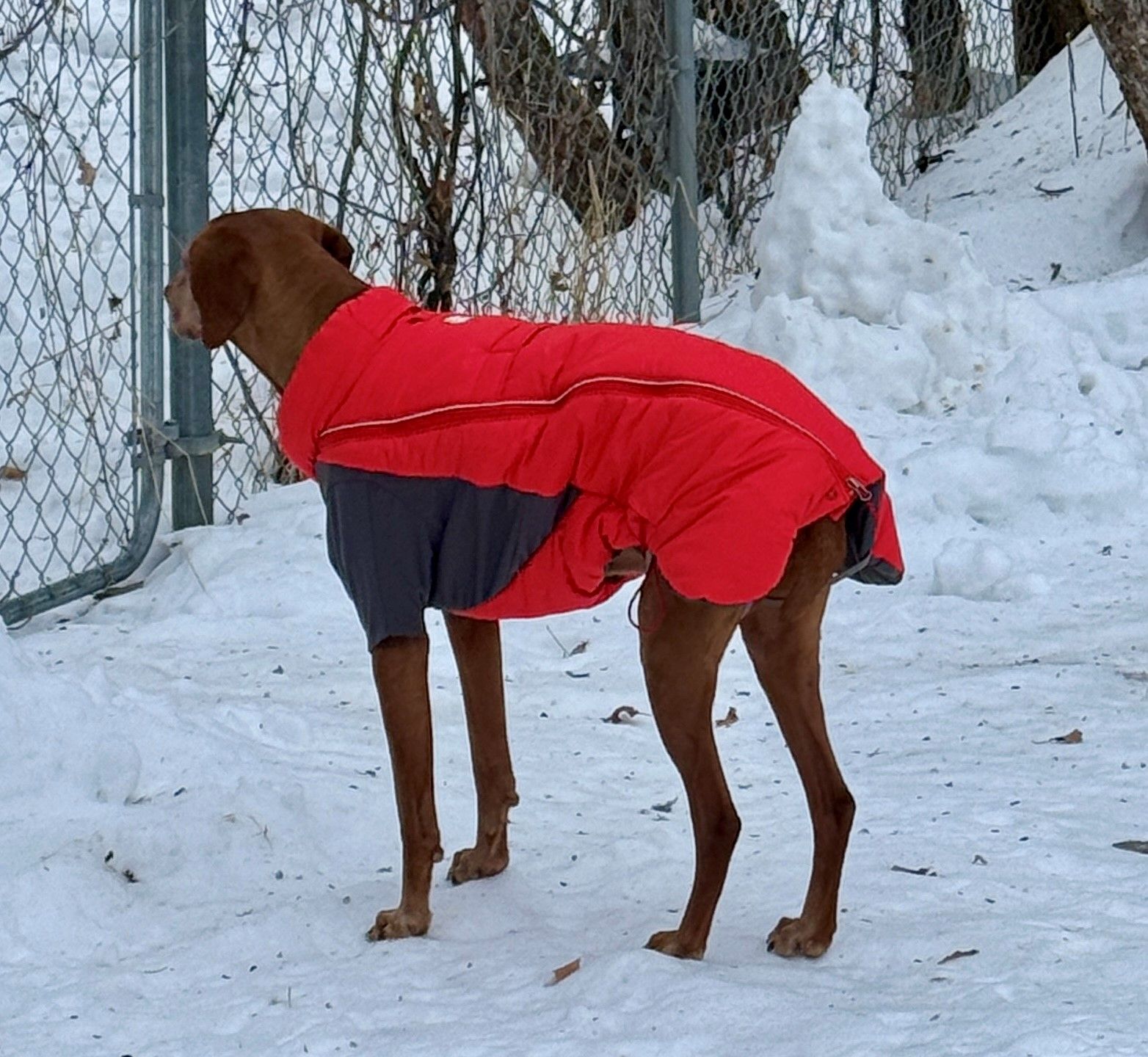 ファーネスジャケット | Ruffwear JAPAN