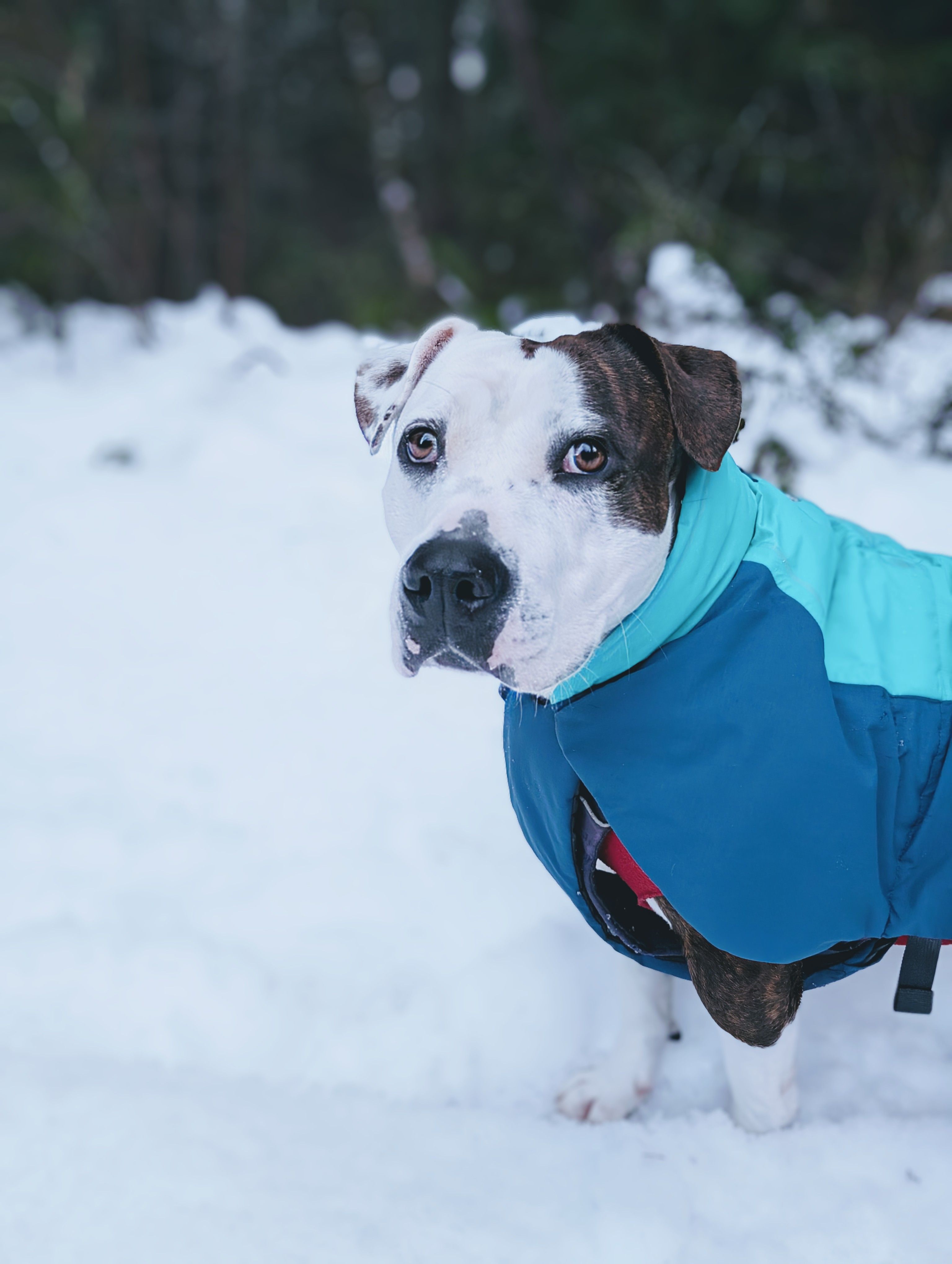 Ruffwear 製犬用クールジャケット及びDogDepot製防寒用セーター Amazon.com : Ruffwear, Vert Dog Winter Jacket, Waterproof