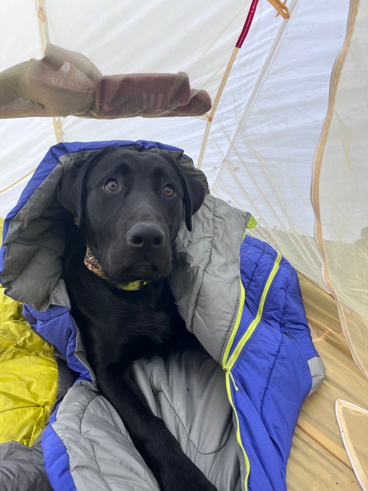 【新品】RUFFWEAR(ラフウェア) /ハイランドスリーピングバッグ/Lサイズ ハイランドスリーピングバッグ | Ruffwear JAPAN