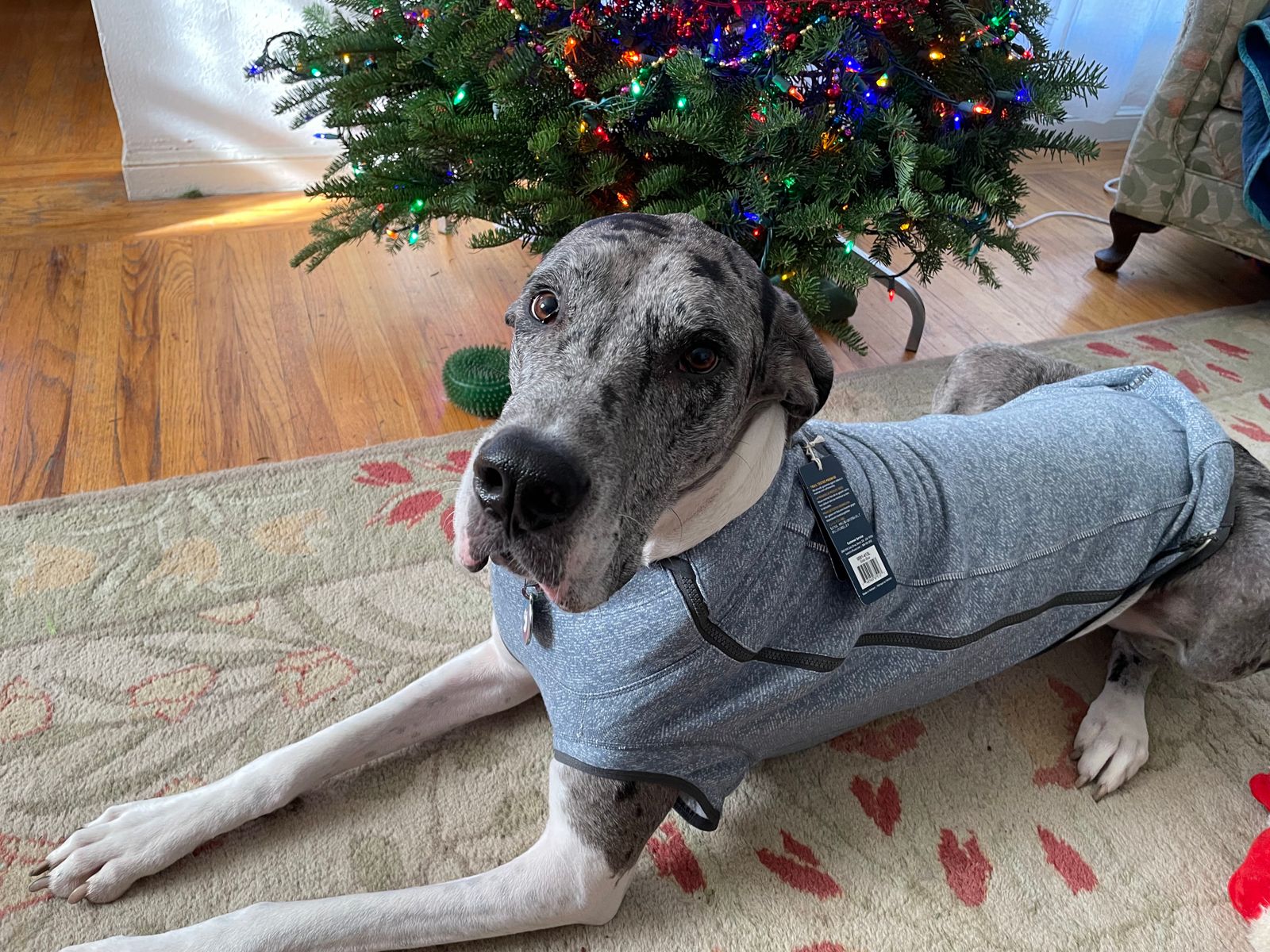 Great Dane Xxl Dog Coat Great Dane Coats For Dogs, Extra Large Dog