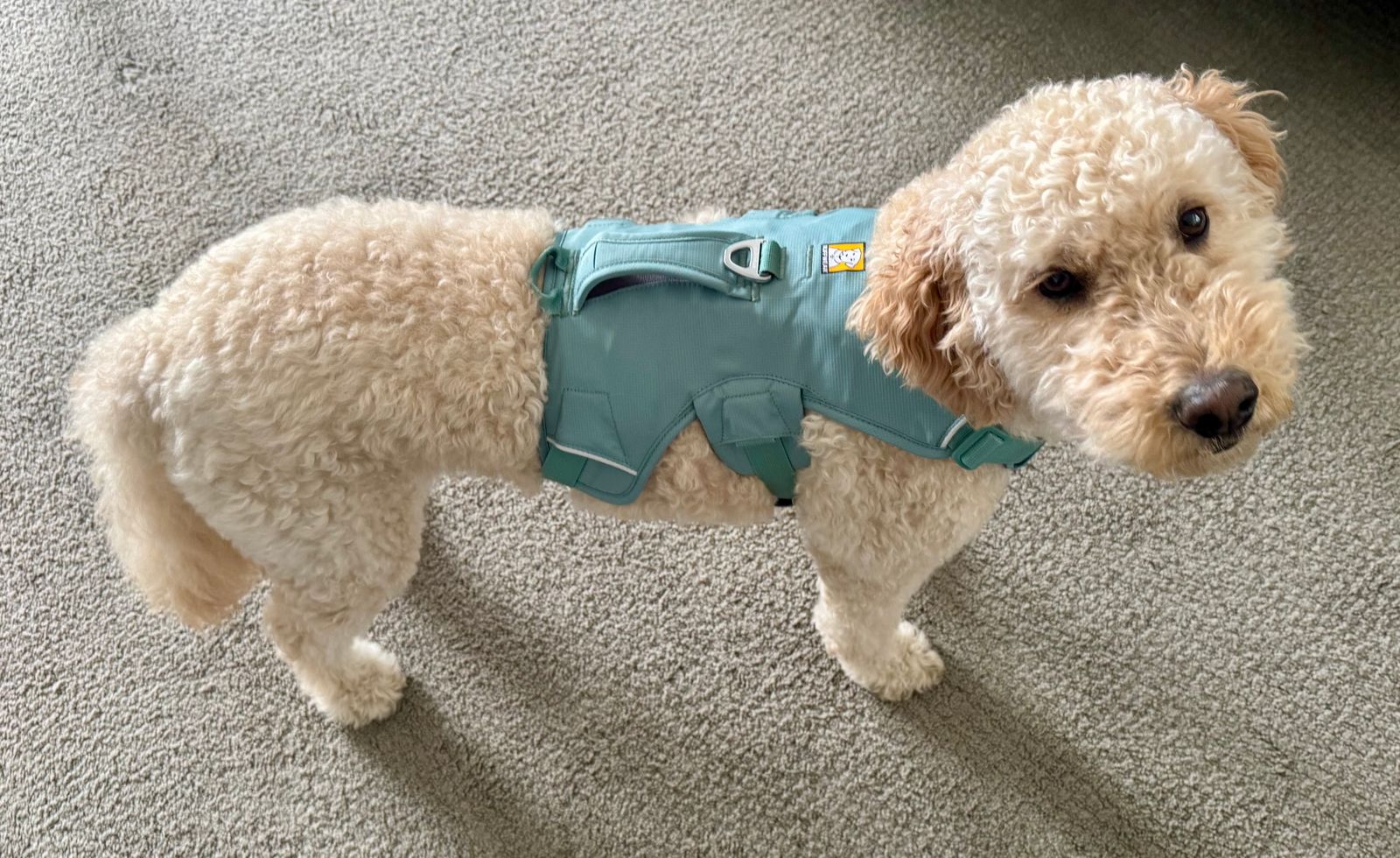 楽天市場】azumafy 犬用 ハーネス 犬 リード付き 小型犬 中型犬
