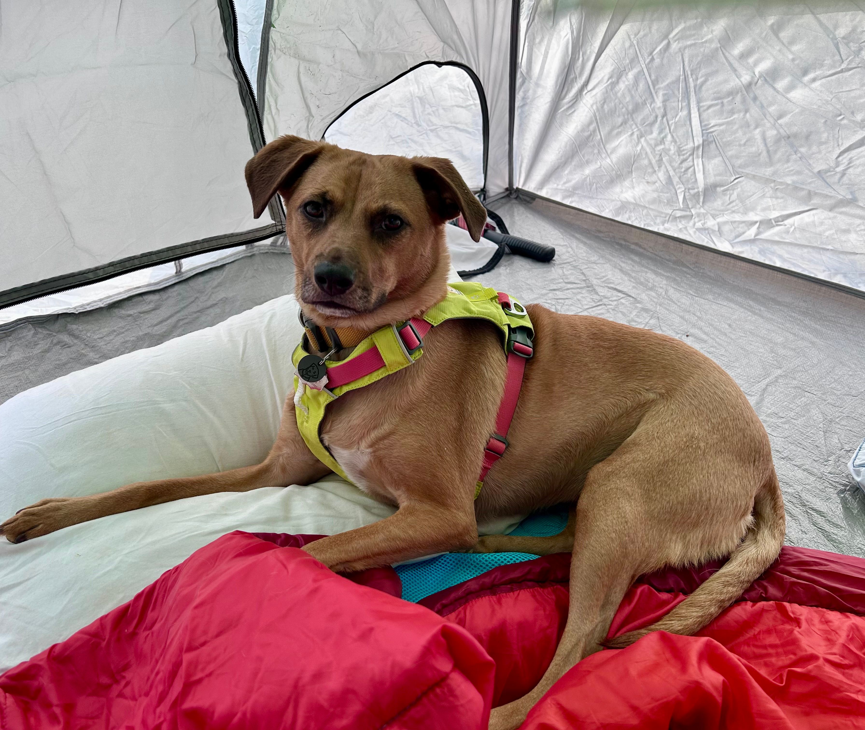 Handmade Gifts Dog Gifts For Dog Lovers Shop Simple Gifts For Dog