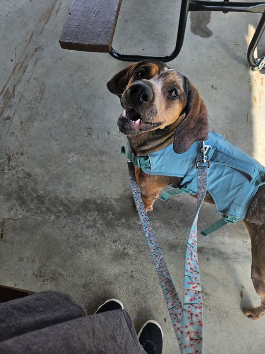 ウェブマスターハーネス | Ruffwear JAPAN ウェブマスターハーネス | Ruffwear JAPAN