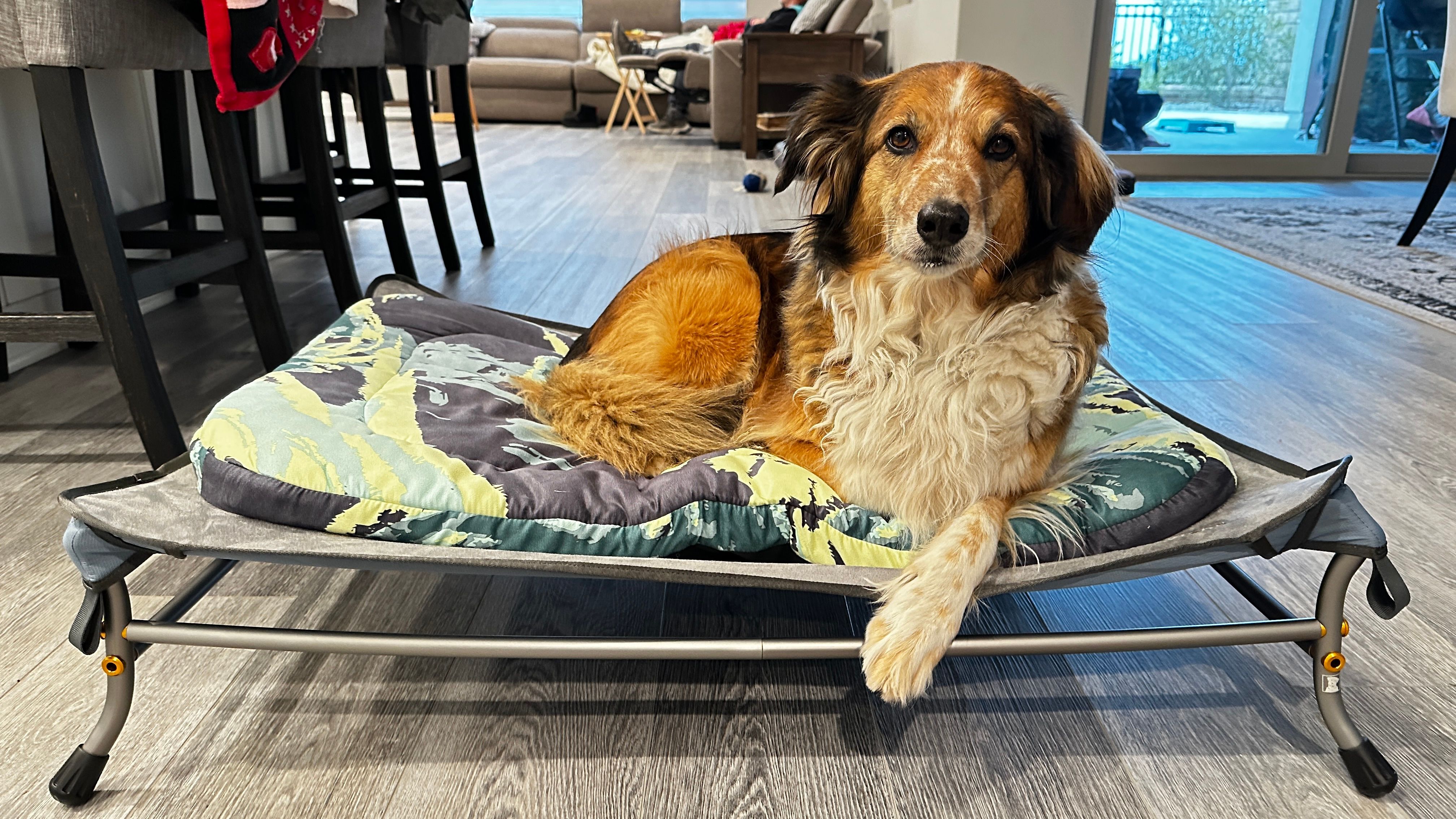 Helinox Best Elevated Dog Bed Dog Cots Outlet Near Me