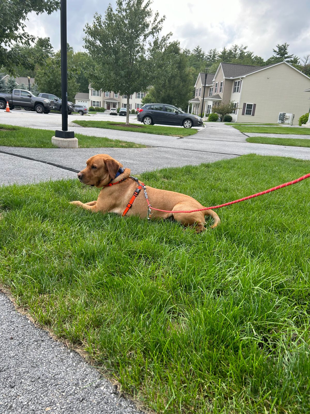 Hot dog tether line Clearance