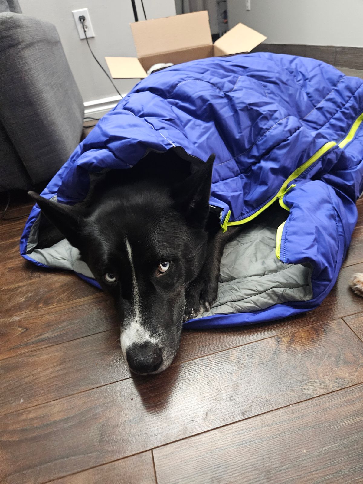 【新品】RUFFWEAR(ラフウェア) /ハイランドスリーピングバッグ/Lサイズ ハイランドスリーピングバッグ | Ruffwear JAPAN