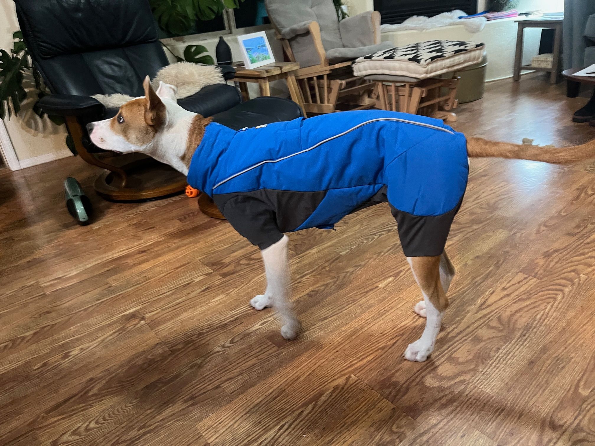 Vert™ Coverall Dog Snow Suit | Ruffwear