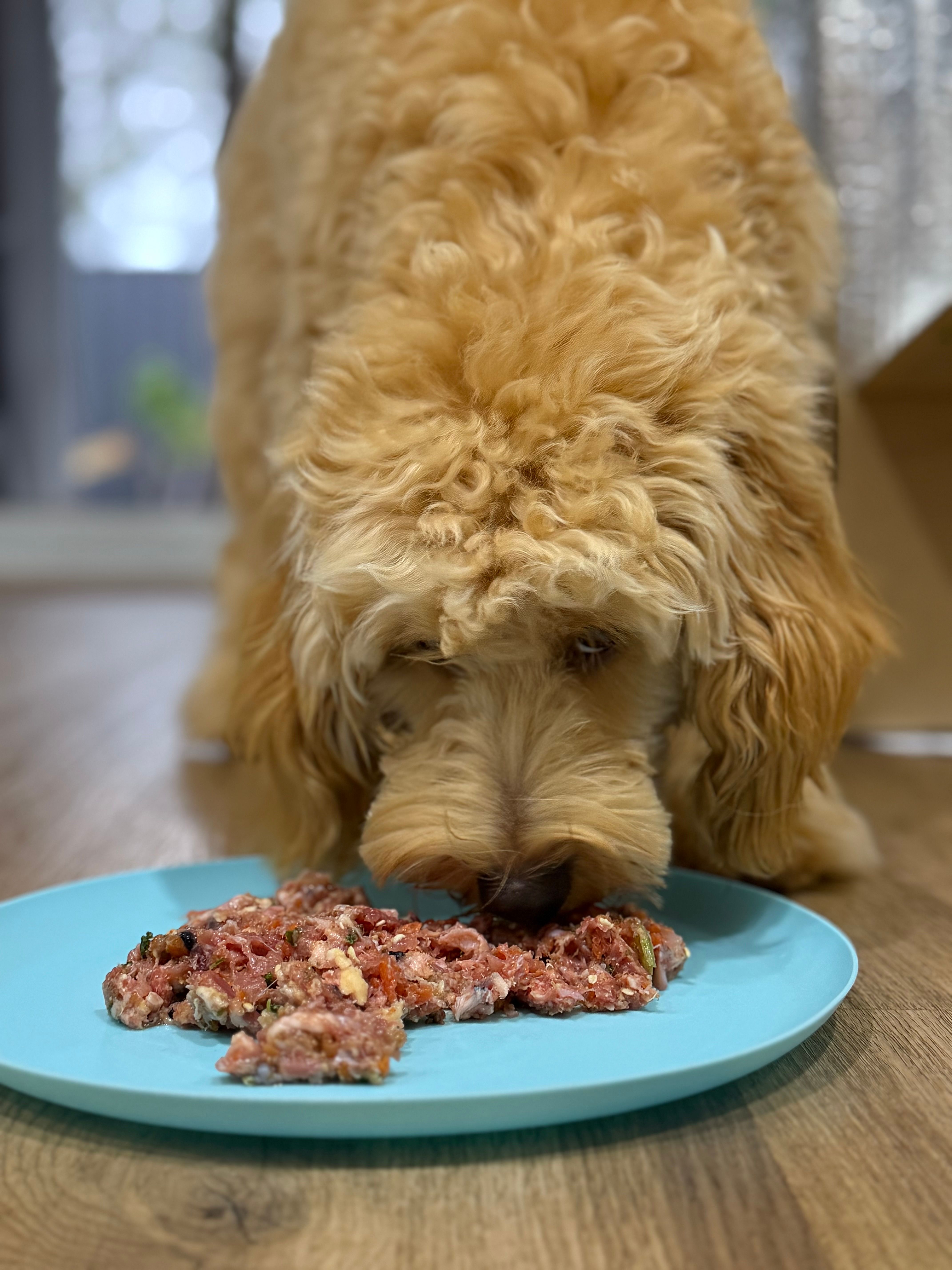 Best Dog Food For Mini Goldendoodles Mini Goldendoodle Puppy Best