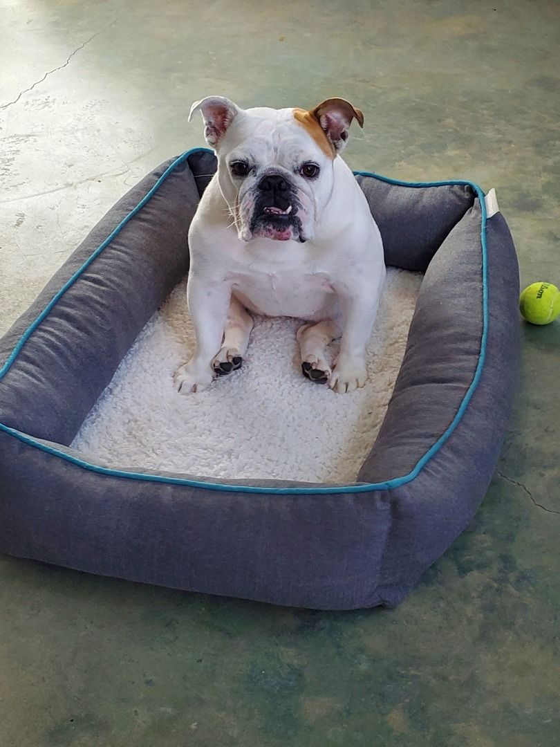 best probiotic for english bulldog