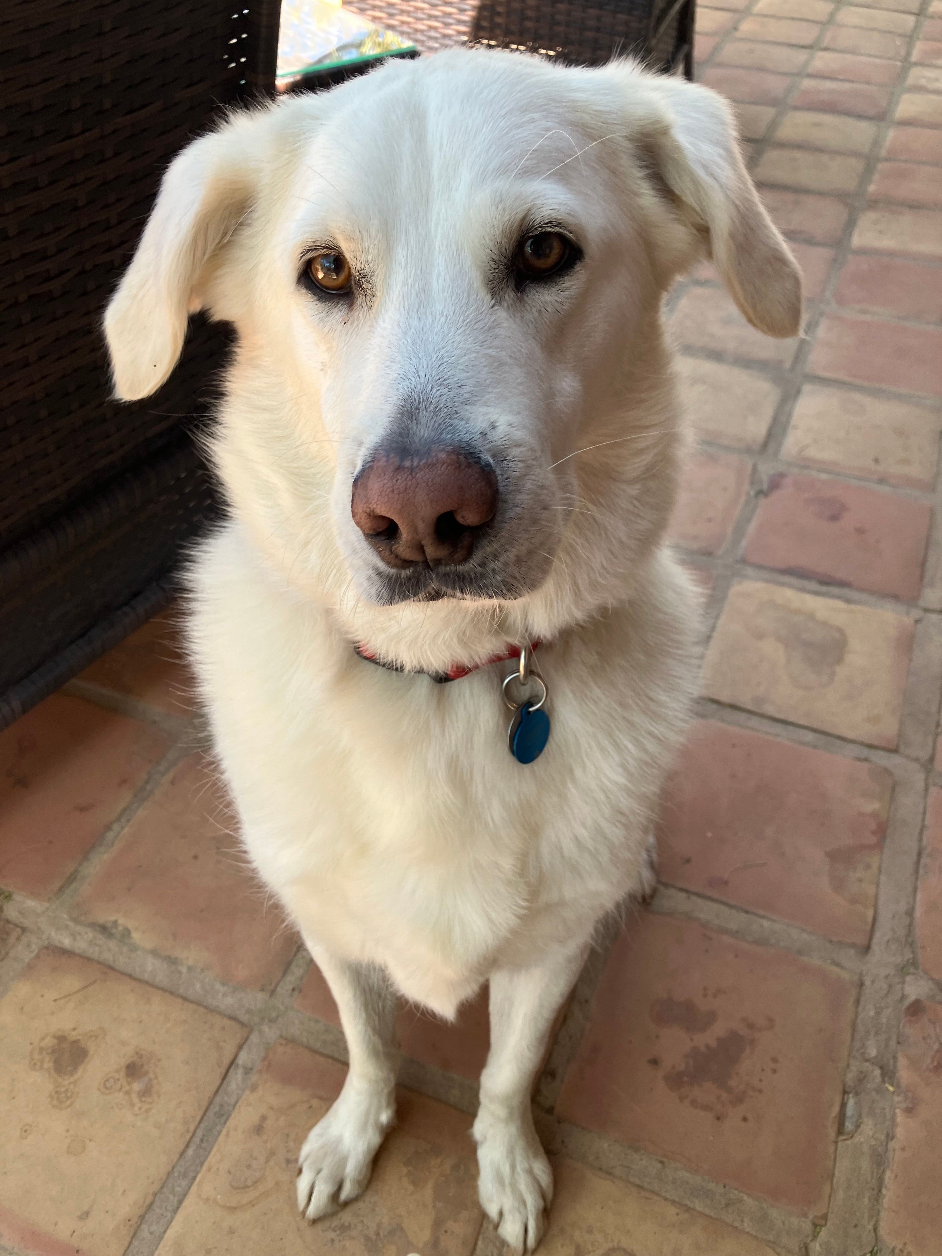 Labrador Retriever Pyrenees Lab Mix Puppies For Sale Pyrenees