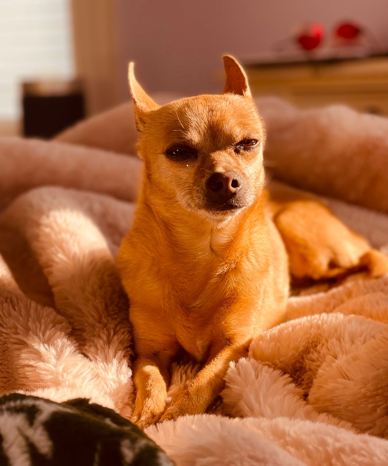 Old Chihuahua Toy Chihuahua Size Cost Of Owning A Chihuahua (2025