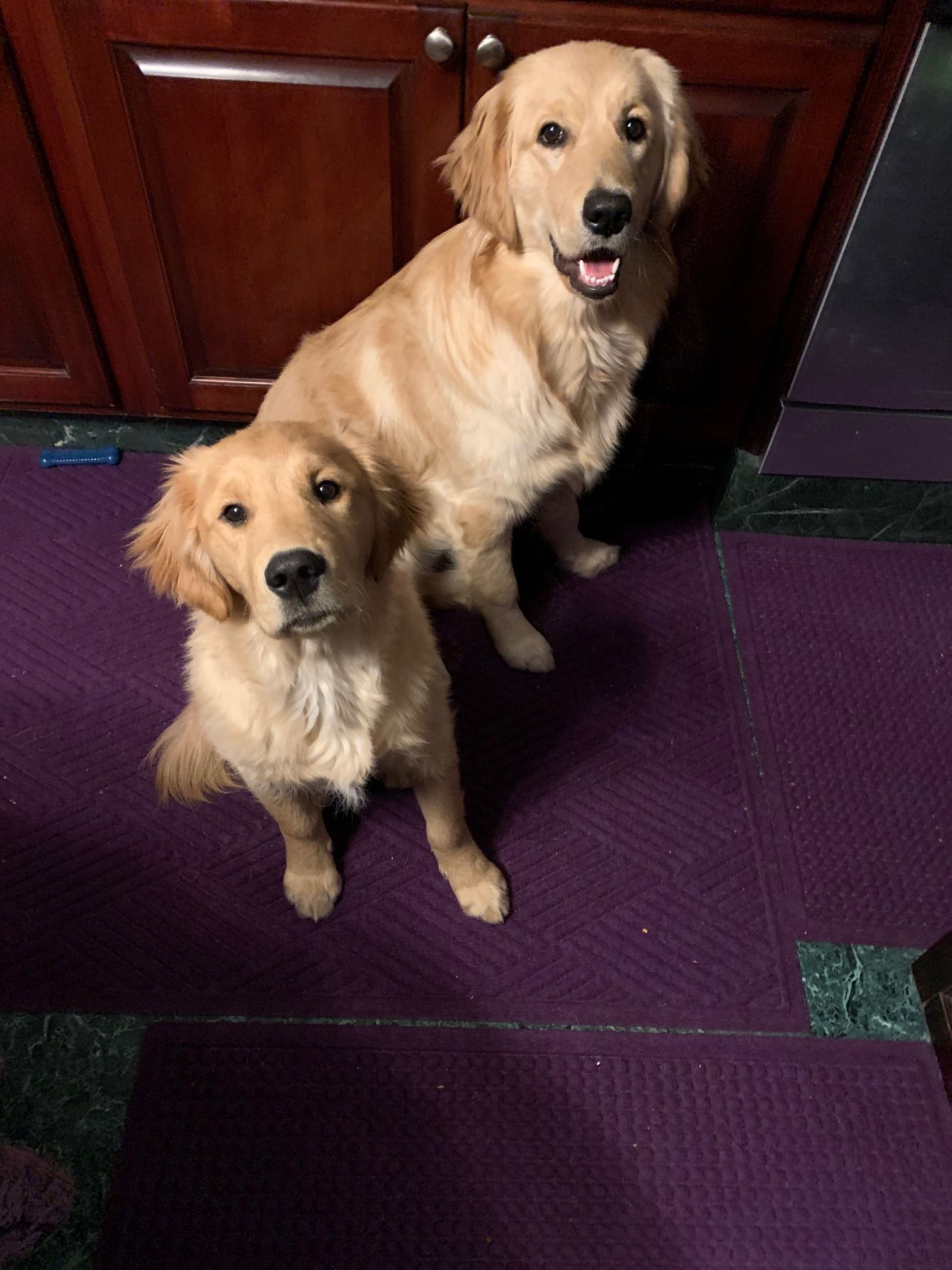 best dog food for picky eaters reddit