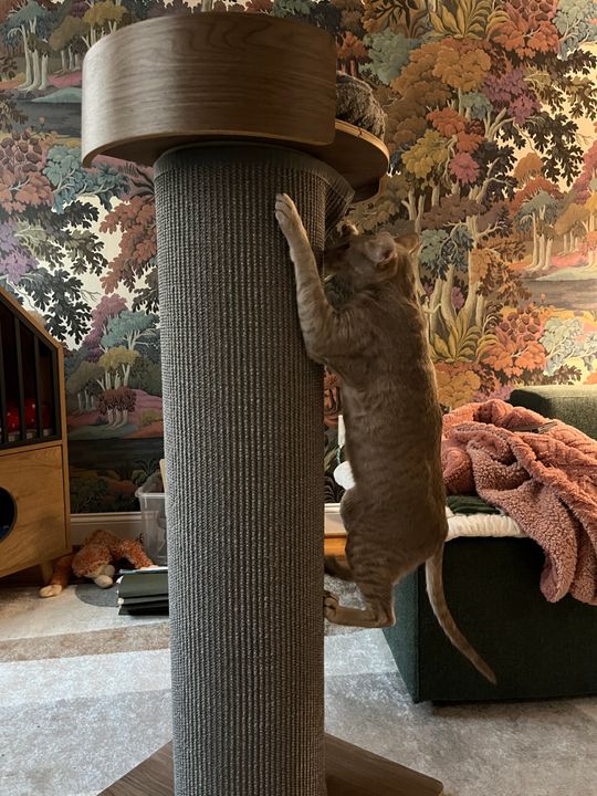 Cat Tree Success