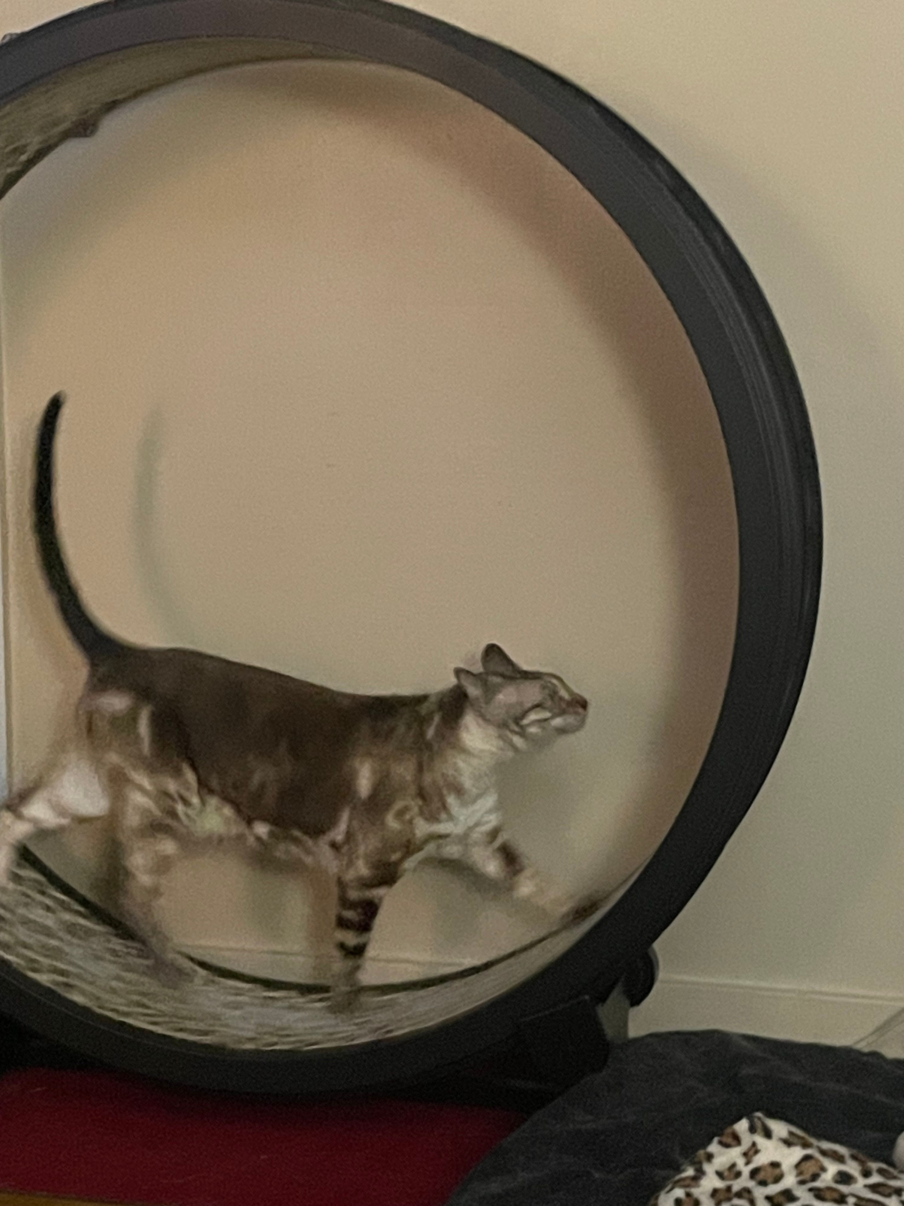 Base Replacement Kit | One Fast Cat