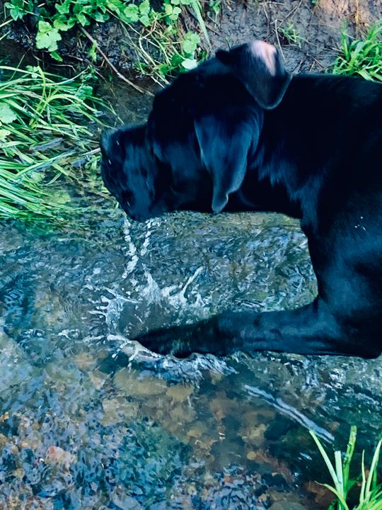 Raw Beef Brisket Bones For Dogs 1kg Packs Raw & Fresh