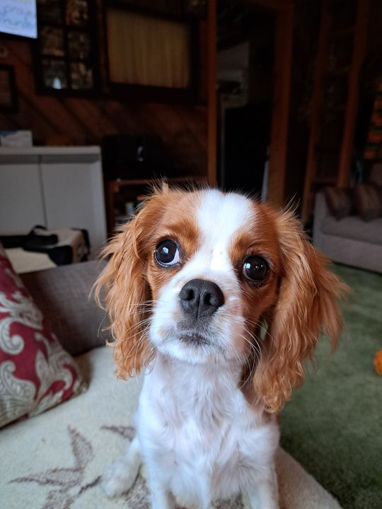 Dog Breed Cavalier Cocker Spaniel Poodle Mix Cavalier King Charles