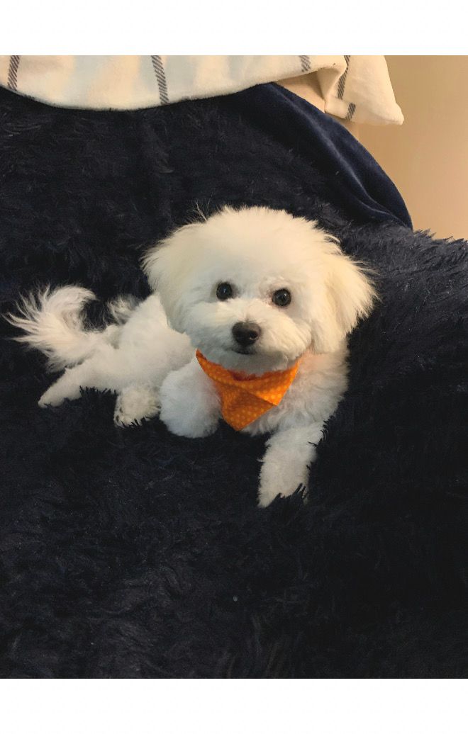 Short Hair Cut Long Hair Maltese Dog Bichon Boy Maltese Haircuts