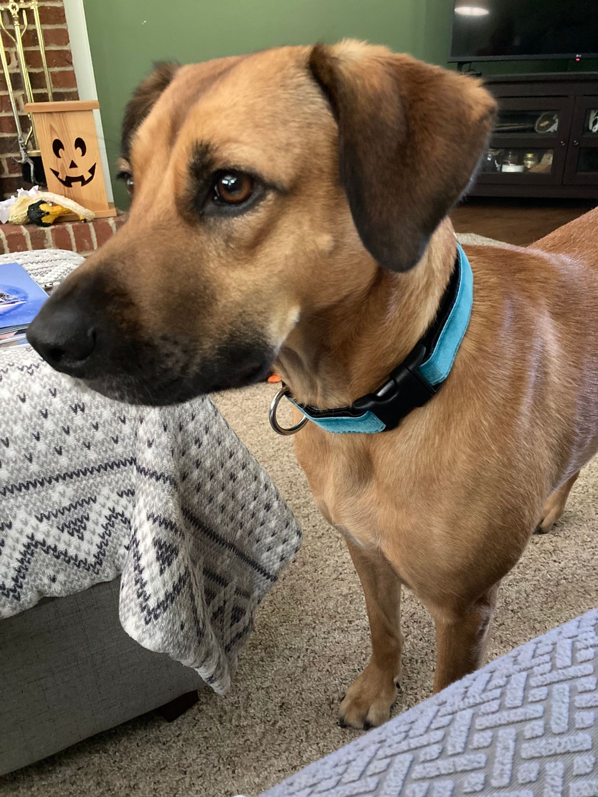 German Shepherd Mix Mountain Cur Similar Breeds Brindle Mountain