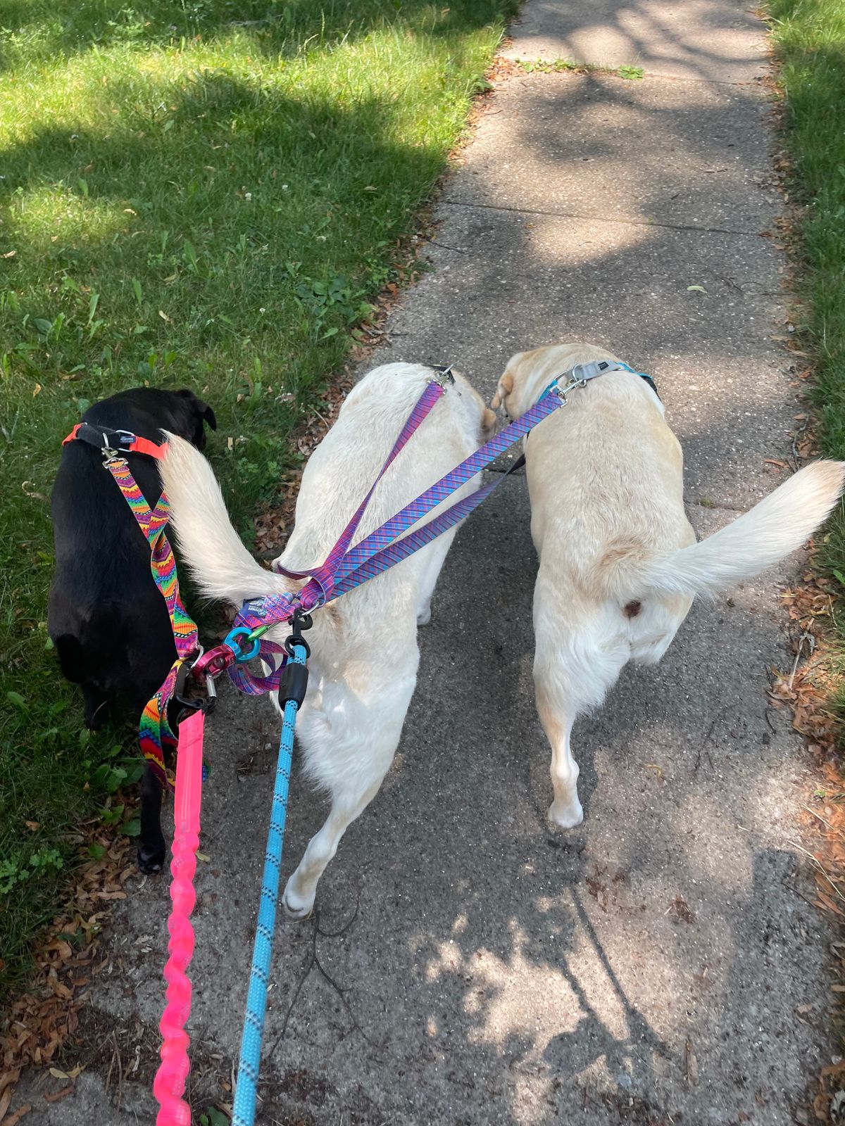 BFF Best Friends Forever Double Connection Leash EarthStyle 2 Hounds Design