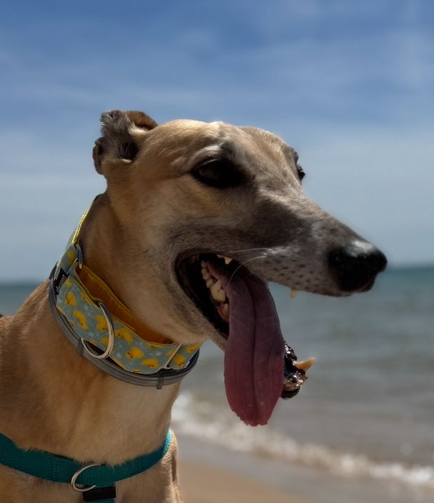 Fuzzy Ducks Elite Swiss Velvet Buckle Martingale Dog Collar