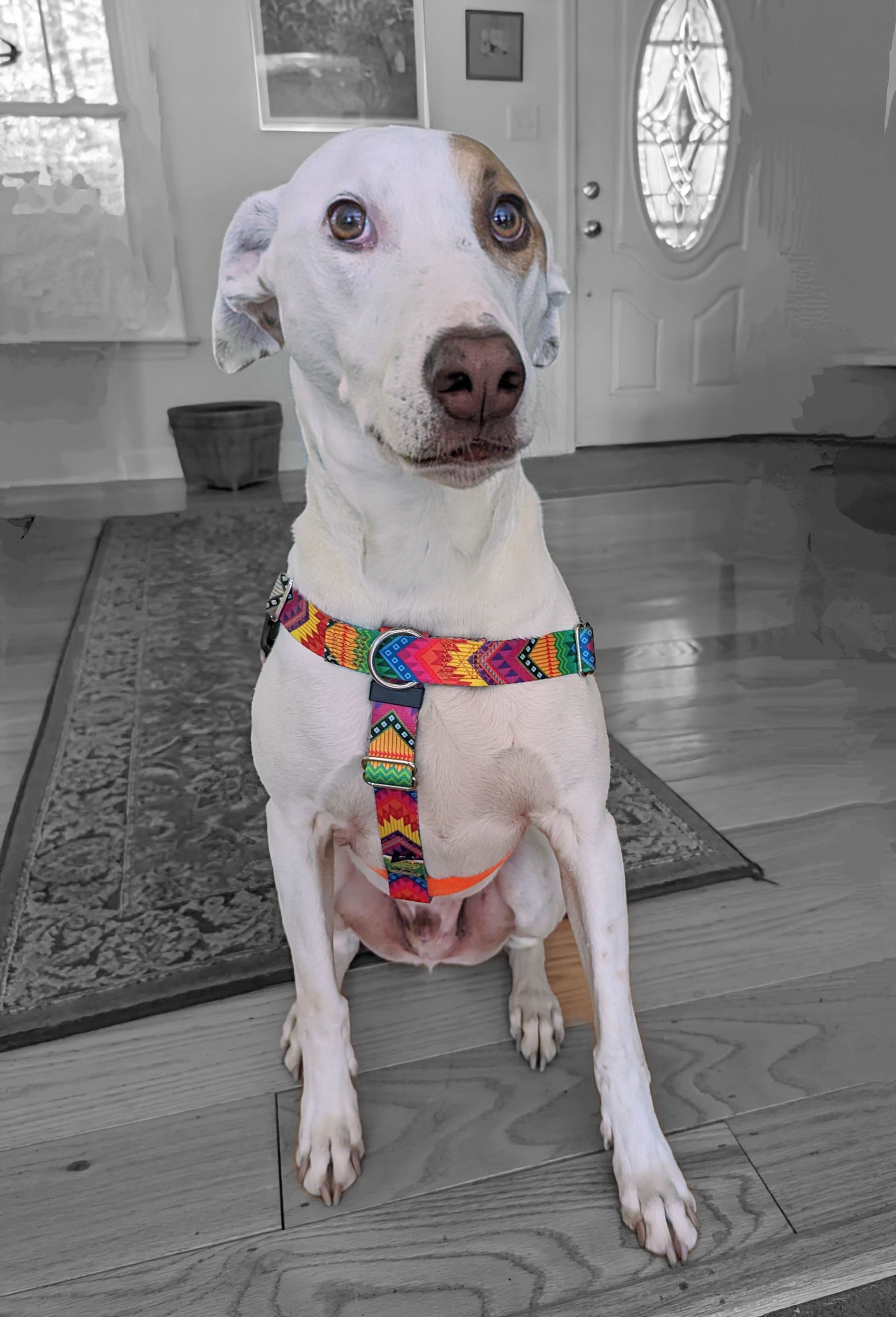 Dog Lead Off White Collar For Dogs Pet Harness Off White Dog Belt