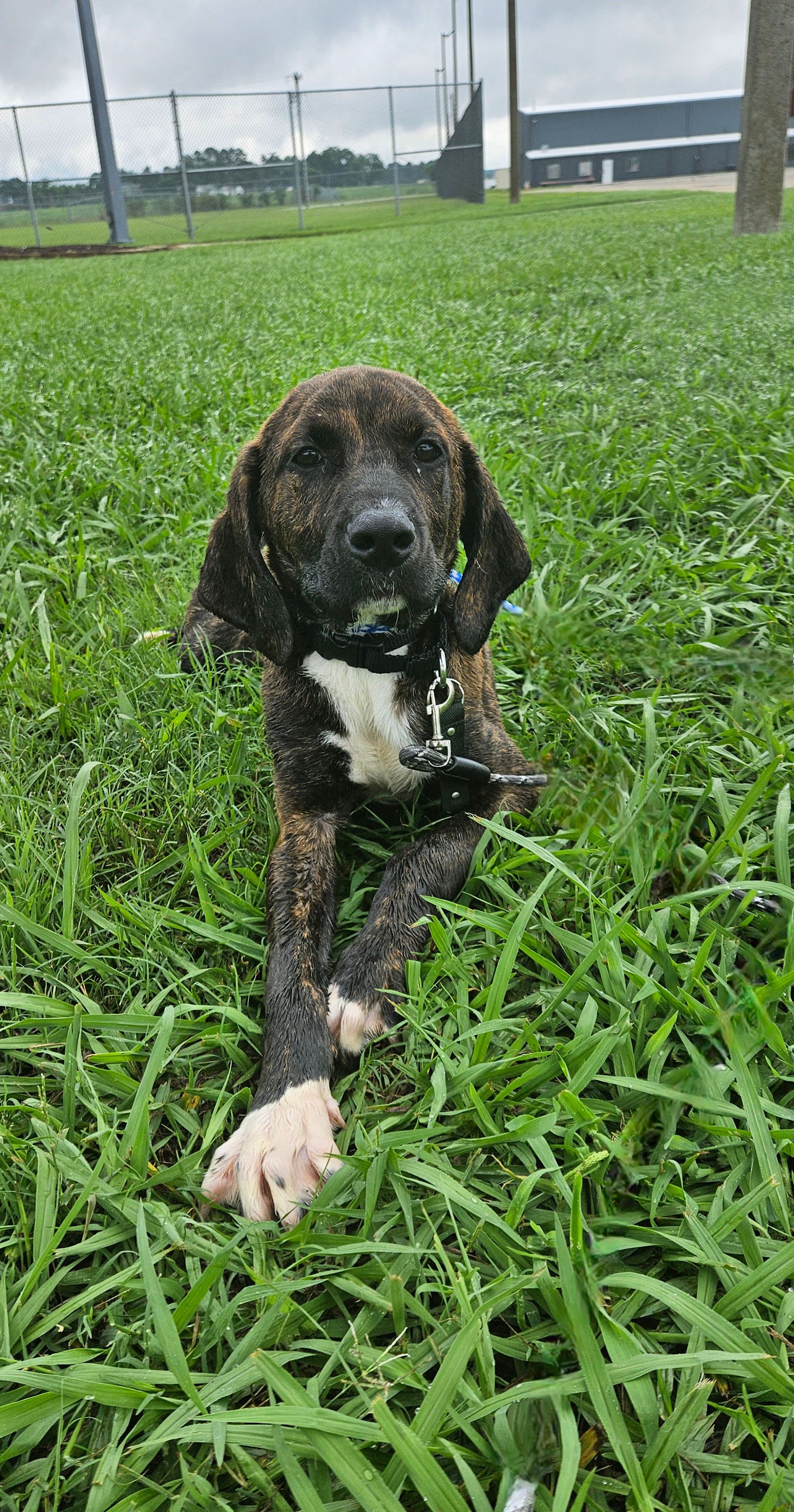 Plott Hounds Plott Family History Plott Bear Hounds