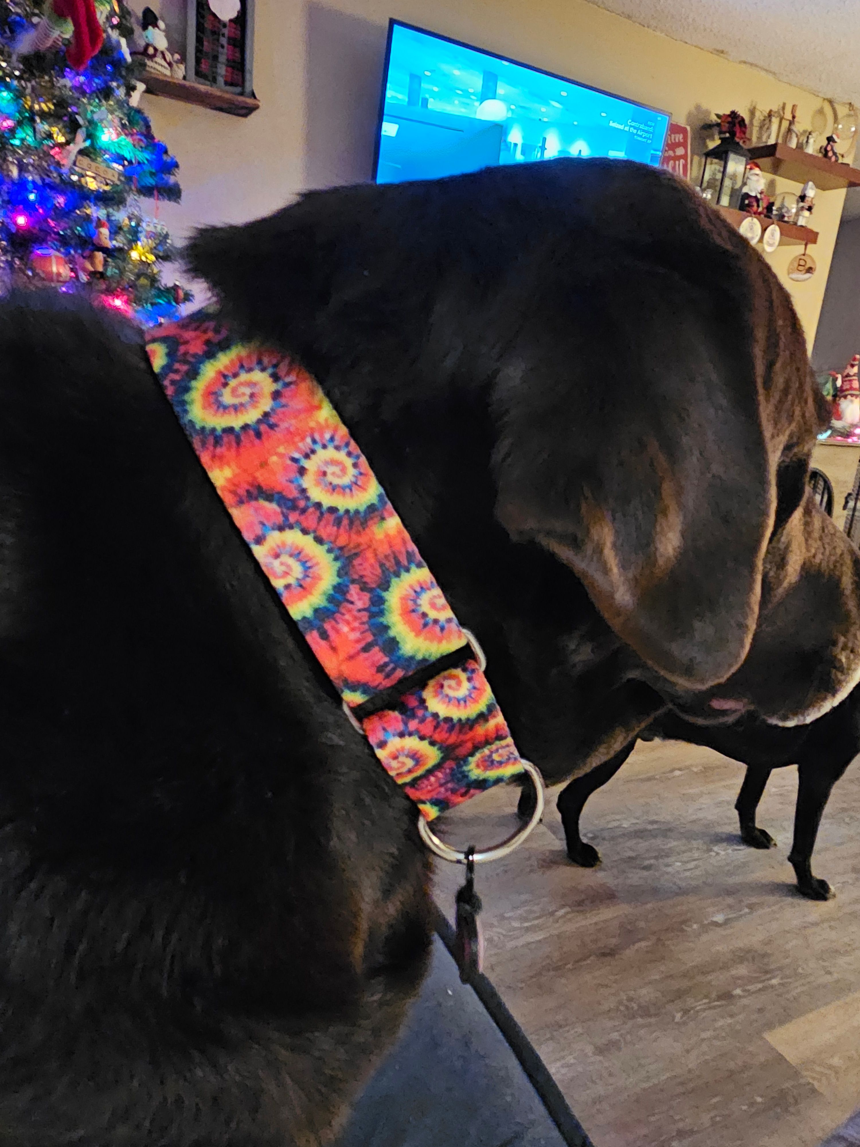 Classic Tie-Dye Martingale Dog Collar – EarthStyle - 2