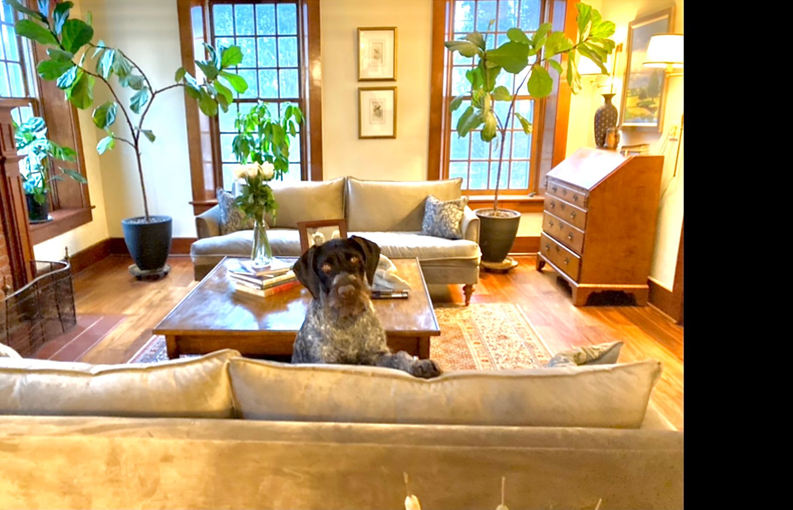 Saxon Apartment Size Sofa Leg Finish Pecan / Size Apartment Size 72"w Apt2B Apt2B