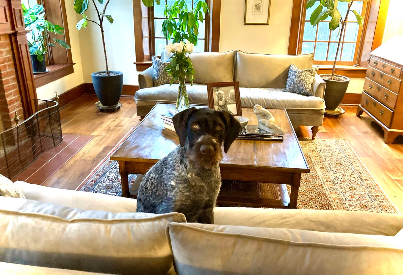 Saxon Sofa Leg Finish Pecan Apt2B Apt2B