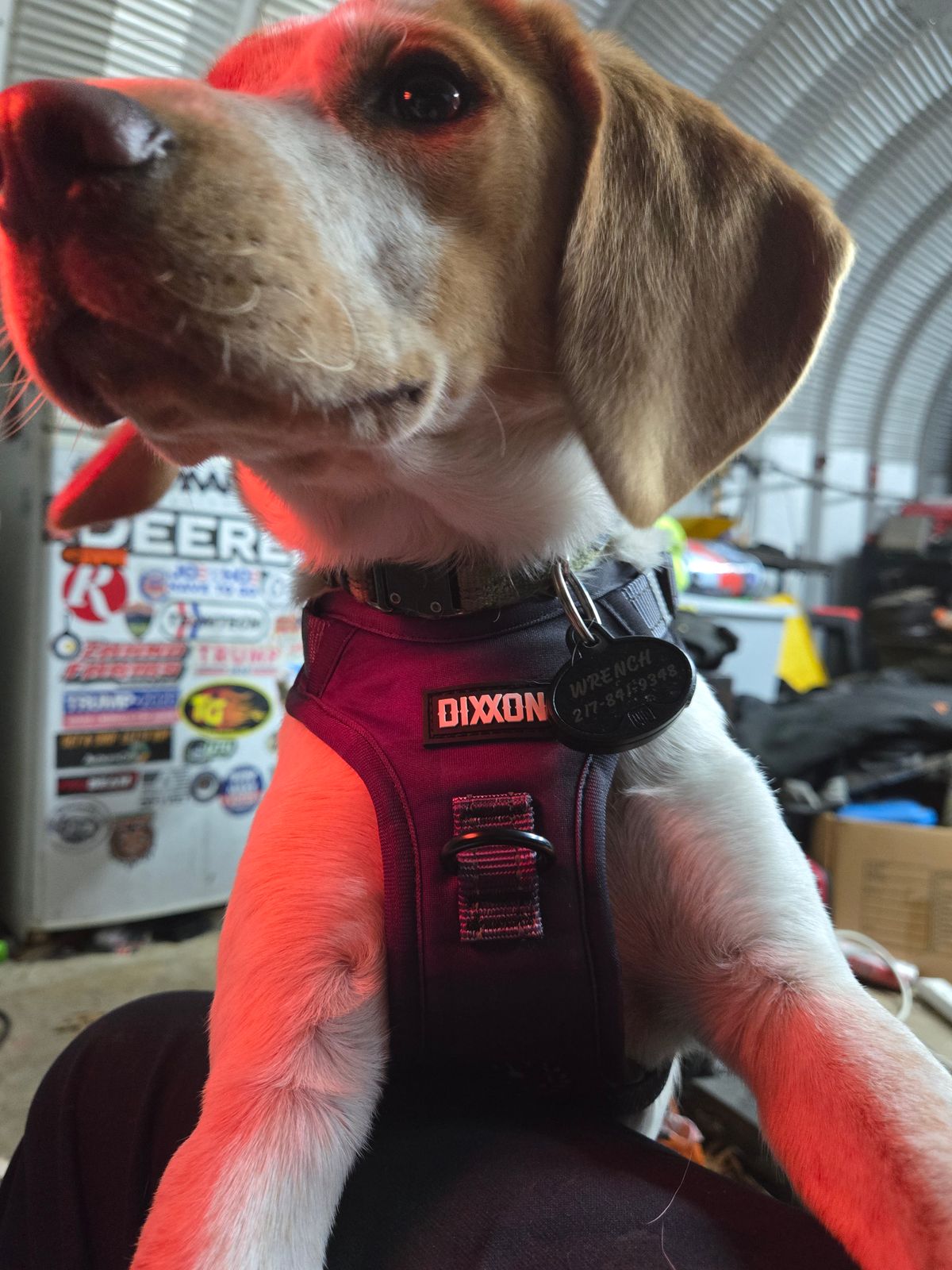 Mesh Dog Harness - Floro Orange | Dixxon Flannel Co.