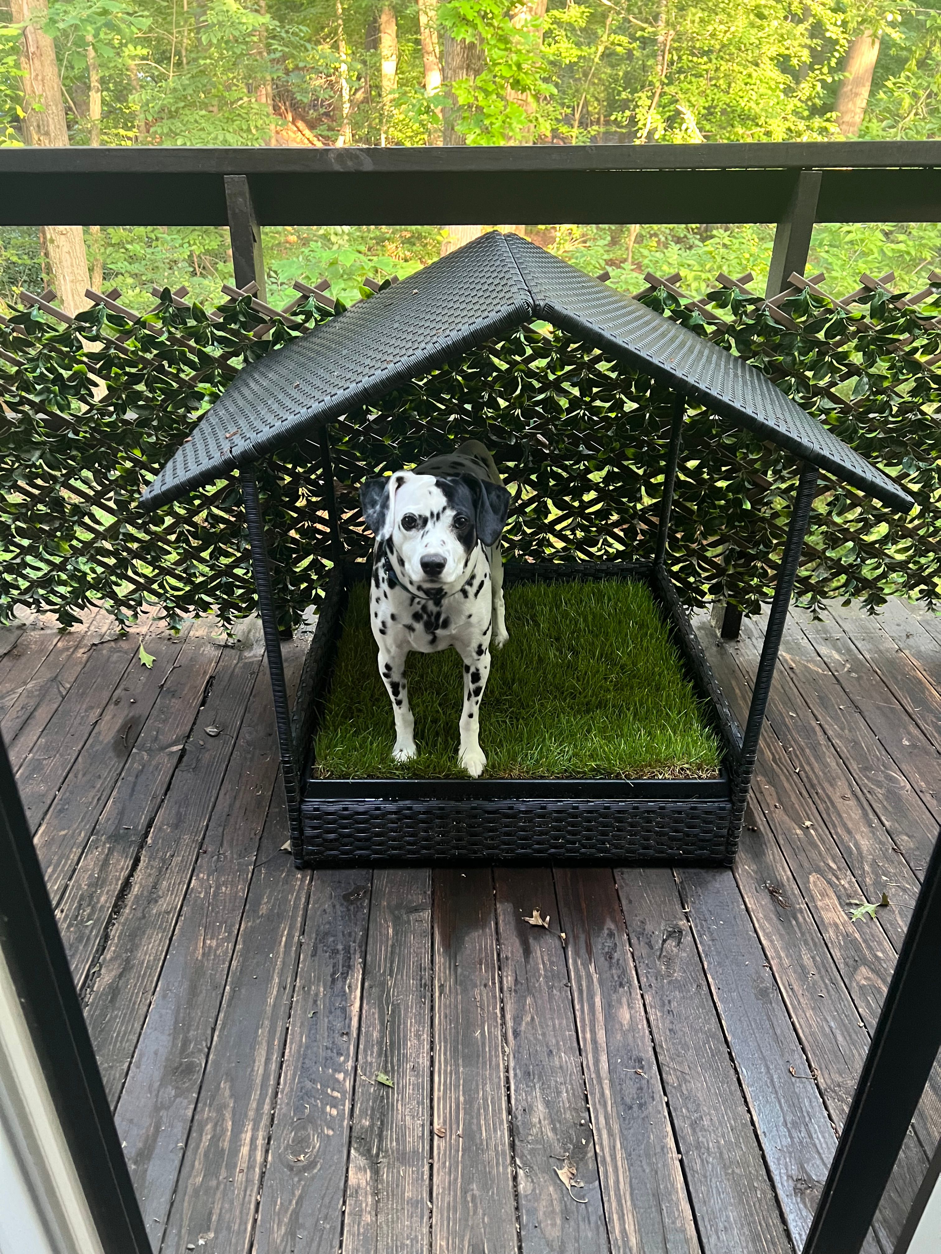 Dog Yard Outdoor Pet Potty Area Indoor Dog Kennel Outdoor Dog Pee