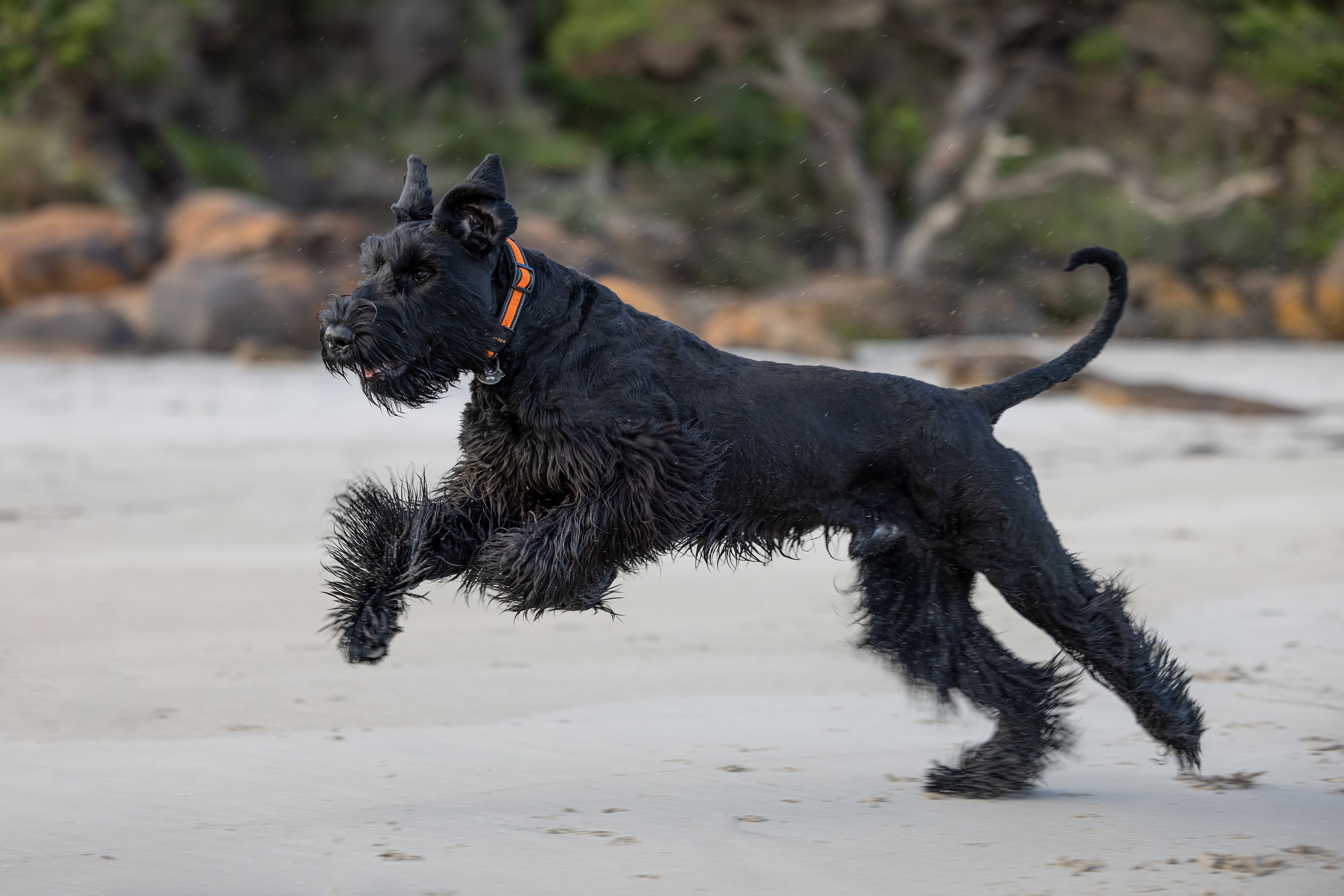 Dog Miniature Schnauzer Adult Weight Schnauzer Adult Weight Male