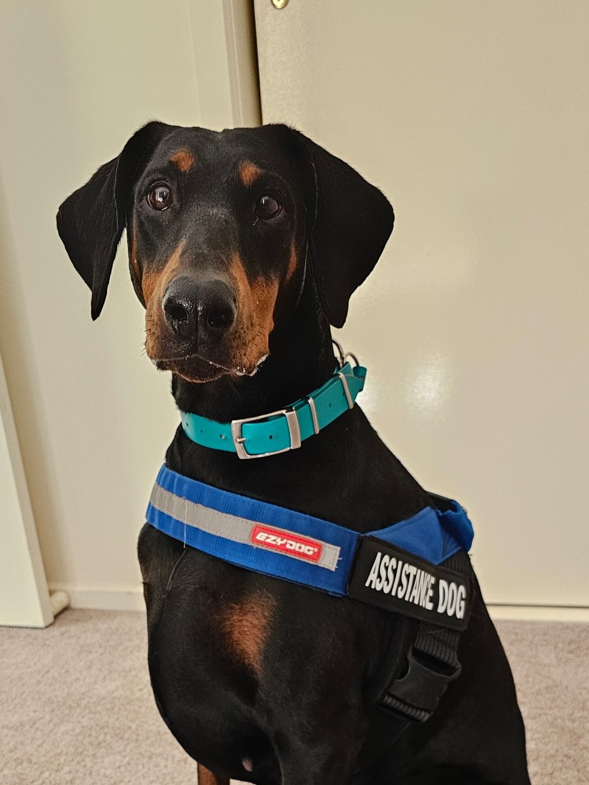 Best Harness for Blind Dog: Top Comfort and Safety Picks