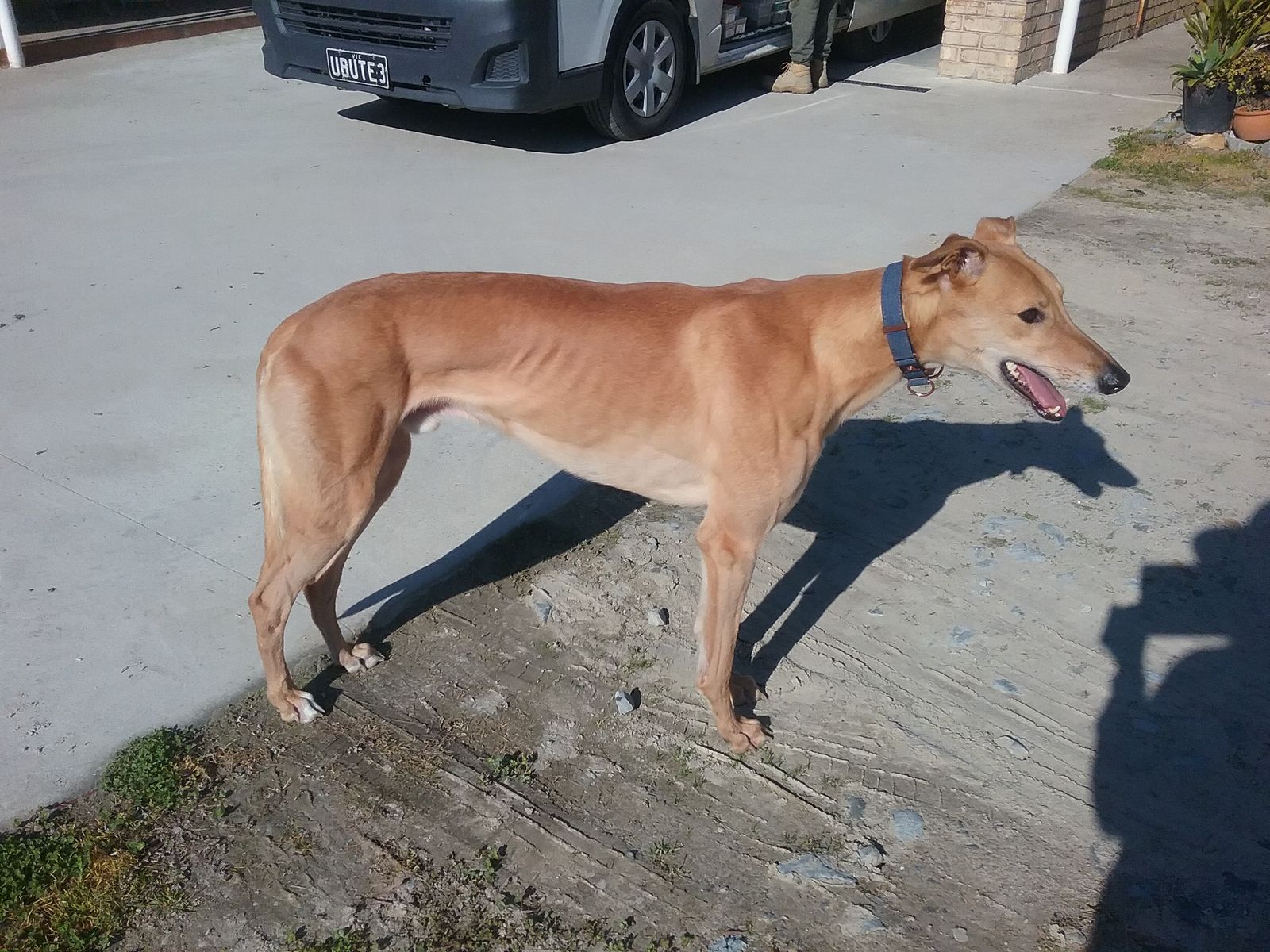 Saluki Bull Whippet Dog Saluki Whippet Puppy Saluki Bull Whippet