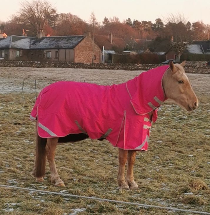 100g Detachable Neck Turnout Rug Pink Swish Equestrian