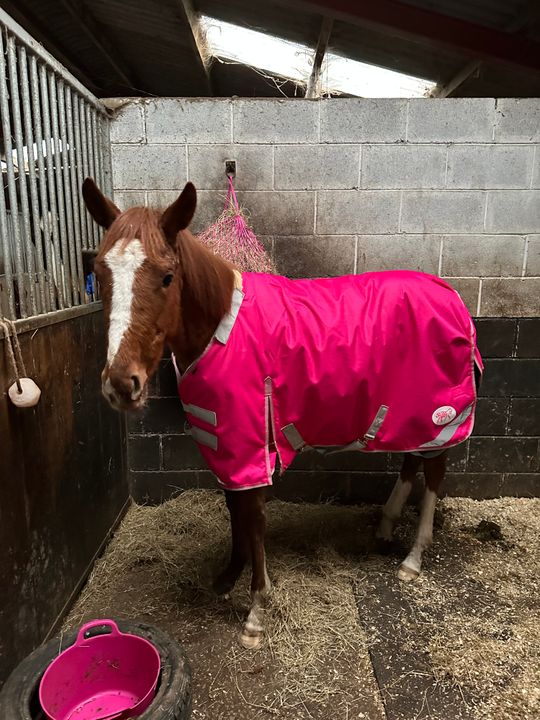 100g Detachable Neck Turnout Rug Pink Swish Equestrian