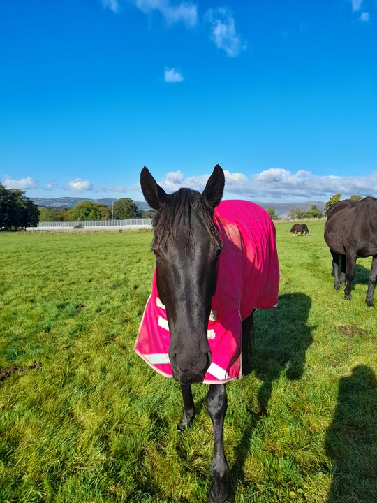 100g Detachable Neck Turnout Rug Pink Swish Equestrian