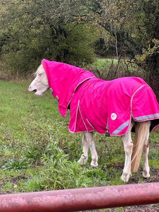 50g Detachable Neck Turnout Rug Pink Swish Equestrian