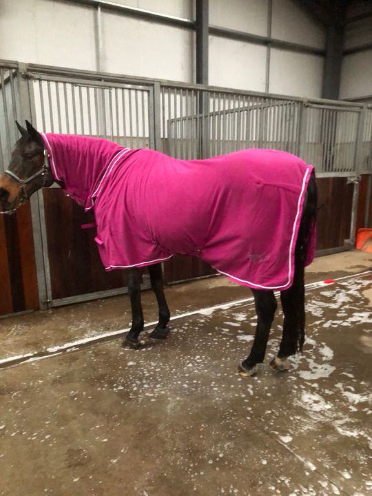 Fleece Horse Rug Pink Swish Equestrian