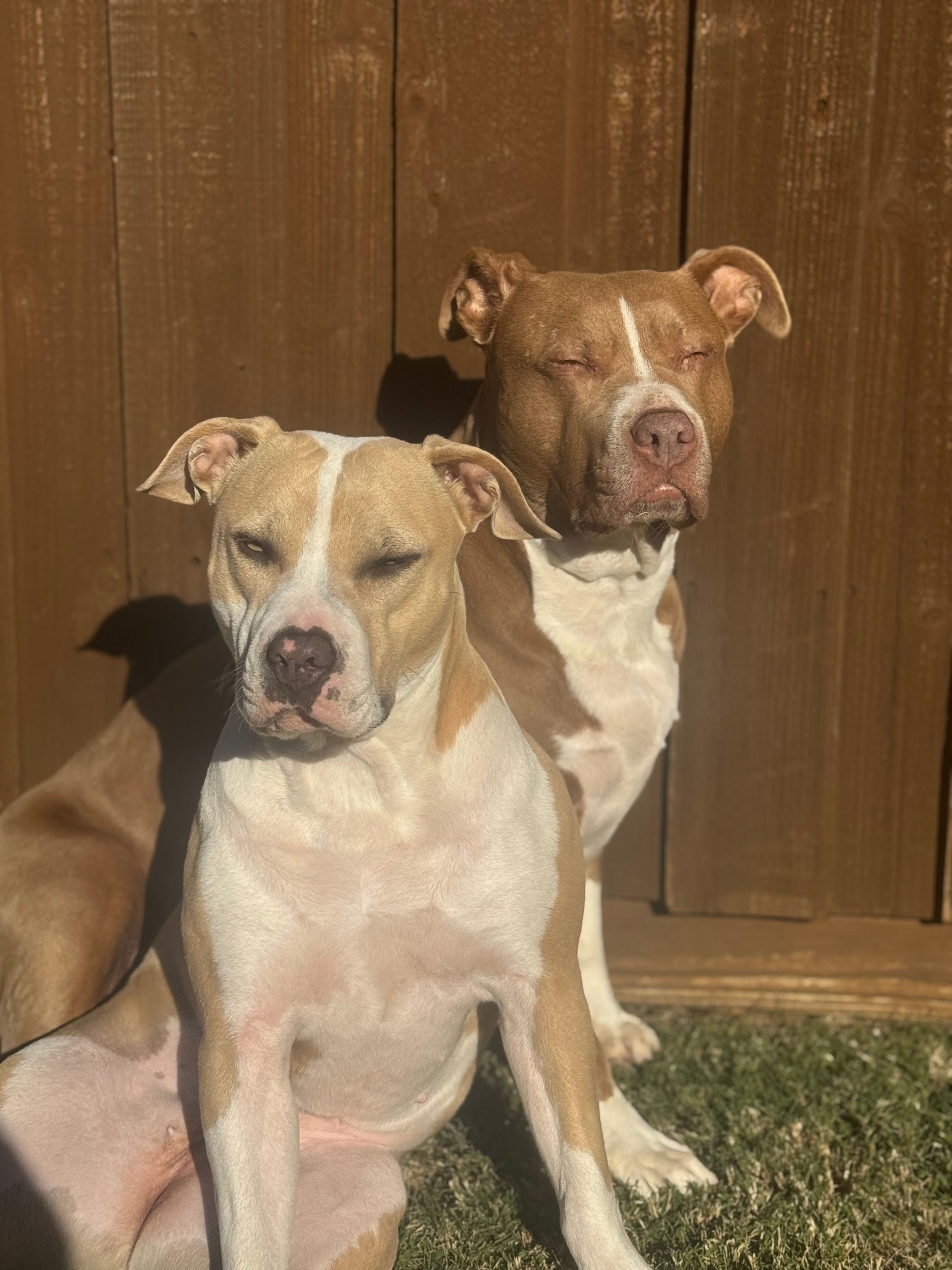 Beagle Bulldog Pitbull Mix Red Nose Beagle American Pitbull