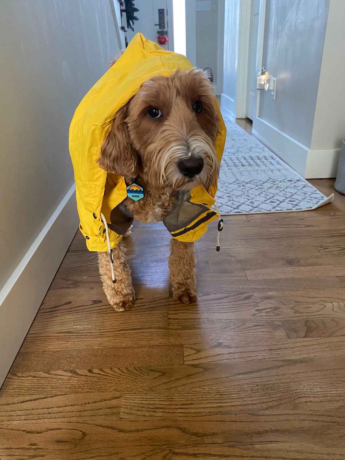 goldendoodle raincoat