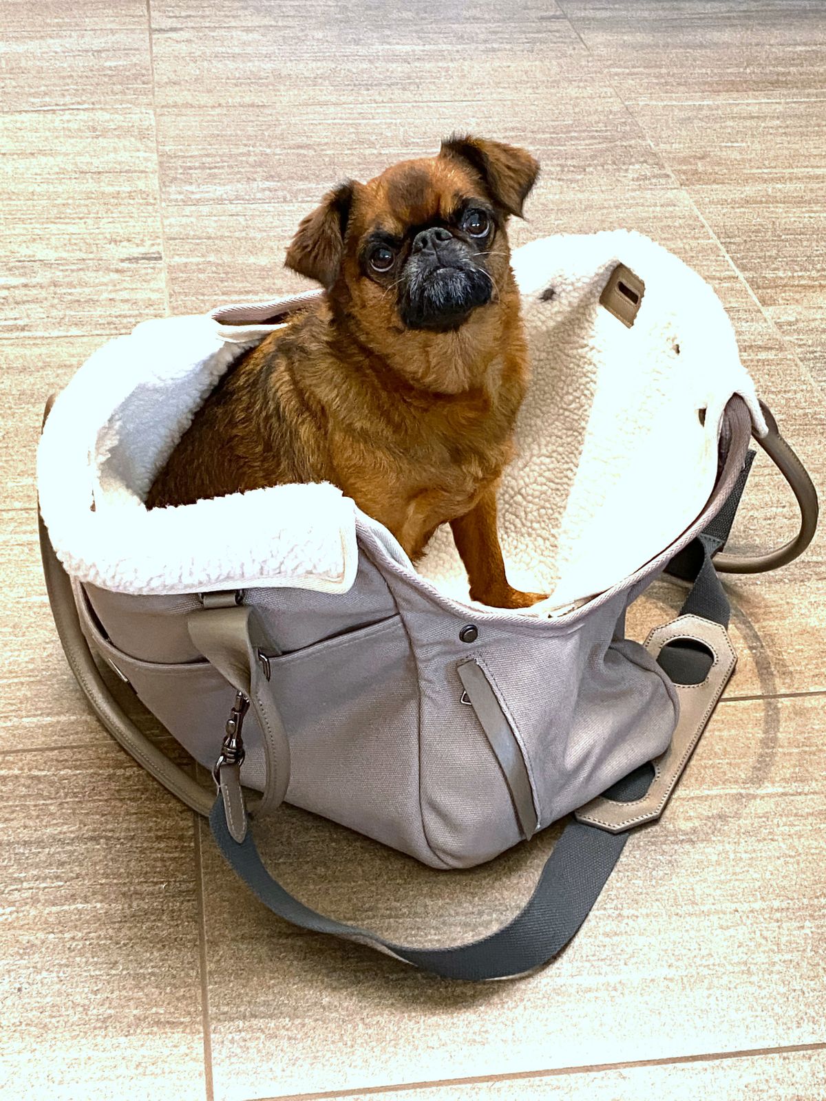 Dog Tote Carrier Bag in BestSelling Grey maxbone maxbone